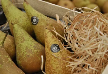 poires des vergers de jagny
