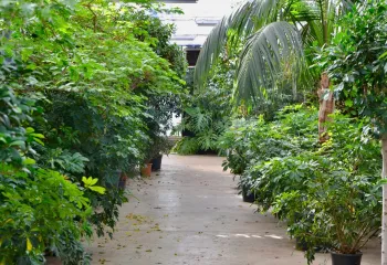 Serre avec des plantes vertes