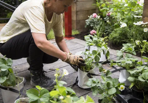femme qui rempote une plante